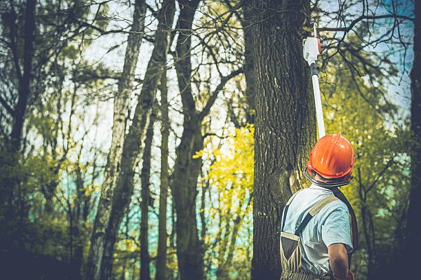 How Our Tree Care Process Works  in  Benwood, WV